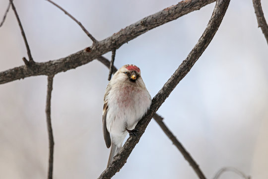 Arctic Redpoll, acanthis hornemanni, sitting on branch of tree. Cute little northern songbird with red cap. Bird in wildlife.