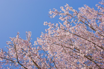 blooming cherry blossoms