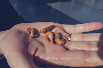 freshly caught and boiled shrimps in mans hand