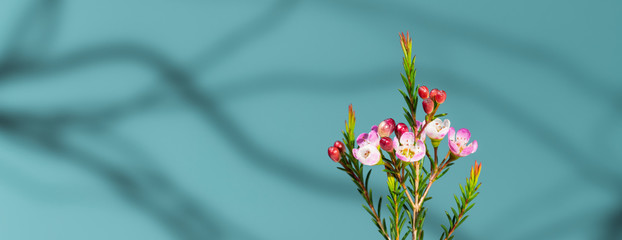 Chamelaucium Waxflower pink, rose bouquet with turquoise background and tree shadows. background banner. Floral background. space for text.-bilder