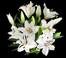 large bunch of white isolated on black lily flowers