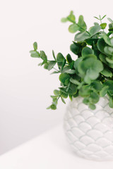  green plant in a vase on white table