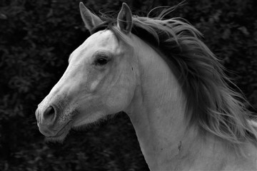 Cremello Hengst Pferd