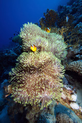 Heteractis magnifica EG-23