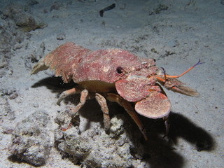 Scyllarides haanii EG-05