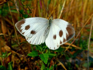 butterfly