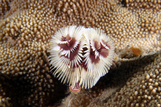 Spirobranchus giganteus EG-46