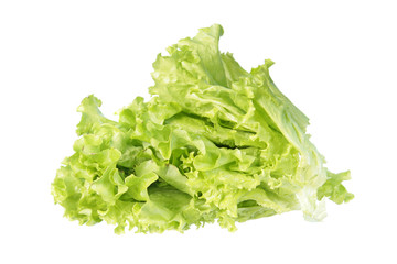 Fresh green leaves of batavia (salad lettuce) isolated on white background
