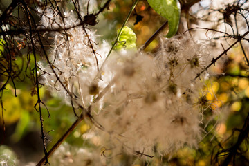 Tree detail in Simien mountain
