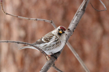 Common redpoll acanthis flammea female