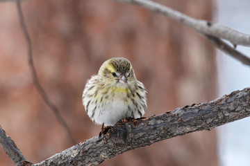 Eurasian siskin sitting on a branch