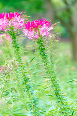 Cleome spinose in early summer