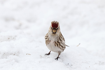 Common redpoll acanthis flammea female on snow. Cute angry little white brown finch songbird. Bird in wildlife.