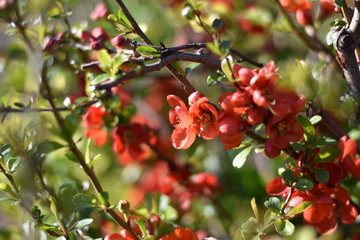 Japanische Zierquitte (Chaenomeles japonica)