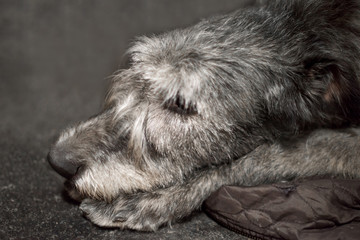 Profile of Irish Wolfhound dog close up portrait