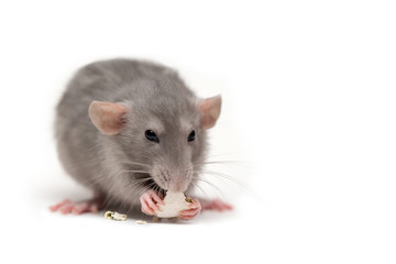 Isolated on white background a rat gnaws a pumpkin seed. Pink ears, black eyes, decorative rat.