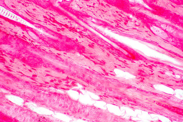 Cross section human skin tissue under microscope view.