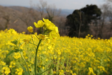 なの花畑の風景写真