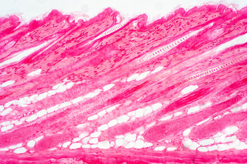 Cross section human skin tissue under microscope view.