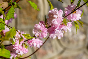 Blossoming branches of the Prunus triloba (Louiseania ulmifolia) on spring