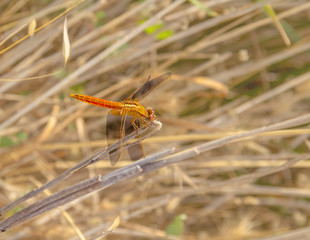 red dragonfly