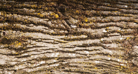 background of texture