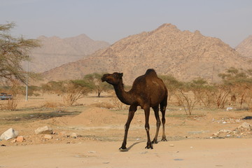 Black Camel in Dry Mountains