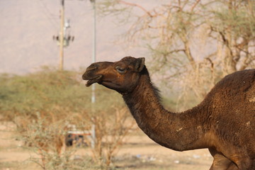 Black Camel in Dry Mountains