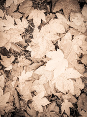 Close up of autumnal leaves as nature background.