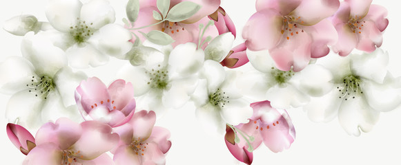 Cherry flowers watercolor Vector. Delicate spring blossom backgrounds