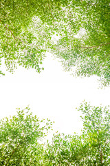 leaf an branch pattern to copy space and frame background are beautiful green