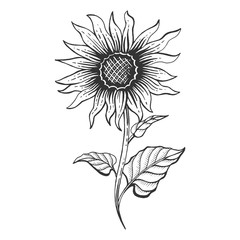 Sunflower plant sketch engraving vector illustration. Scratch board style imitation. Hand drawn image.