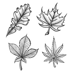 Plant Chestnut Oak Maple Cannabis leaves sketch engraving vector illustration. Scratch board style imitation. Hand drawn image.