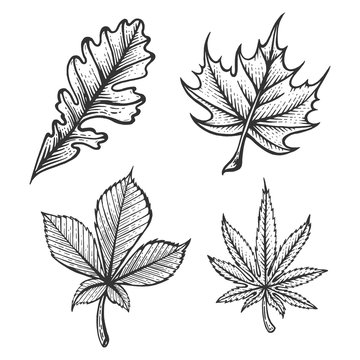 Plant Chestnut Oak Maple Cannabis leaves sketch engraving vector illustration. Scratch board style imitation. Hand drawn image.