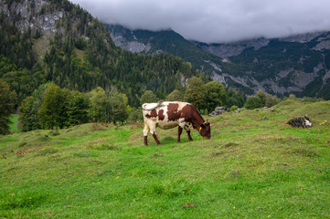 Fototapeta na wymiar Brown and white cows on pasture, Verfenveng Austrian Alps, beautiful scenery
