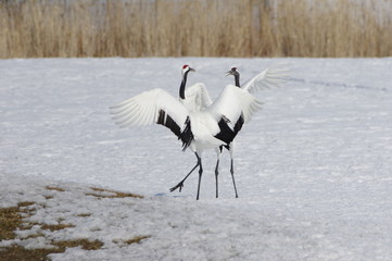 crazy about dancing, Lovely Japanese Cranes in Hokkaido, Japan