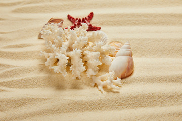 white coral near seashells and starfish on sandy beach in summertime