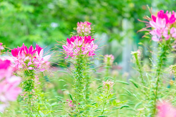 Cleome spinose in early summer