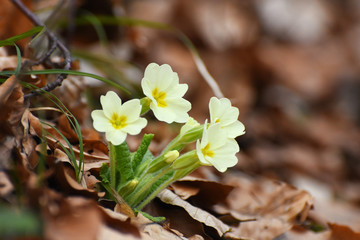 Primrose flowers (Primula vulgaris) in forest in spring. Herbal Medicine, plant from which is made cough syrup