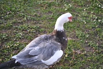 Obraz premium Canard de barbarie