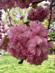 Cherry blossom in full bloom