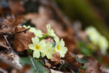 Primrose flowers (Primula vulgaris) in forest in spring. Herbal Medicine, plant from which is made cough syrup