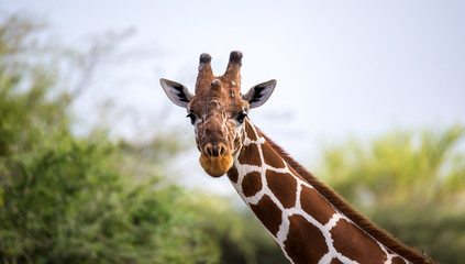 The face of a giraffe in close-up