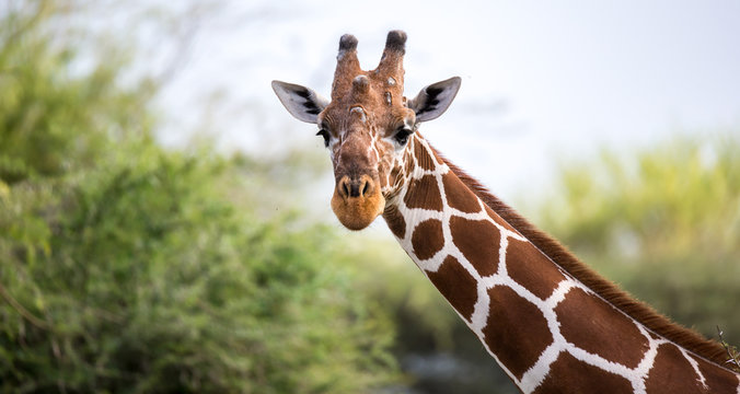 The face of a giraffe in close-up