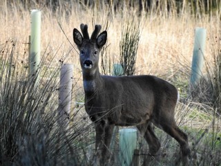 Bambi has spotted Me