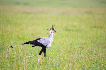 The bird secretary walks across a green field