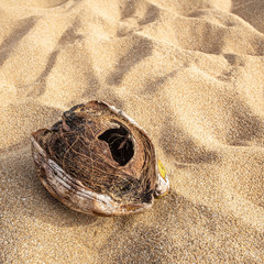 Noix de coco sur plage