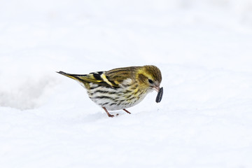 Eurasian Siskin spinus spinus female on the snow. Cute little songbird eating. Bird in wildlife.