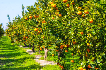 Mandarynki sad drzewo mandarynkowe owoce rosnące na  drzewie