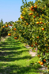 Mandarynki sad drzewo mandarynkowe owoce rosnące na  drzewie - obrazy, fototapety, plakaty